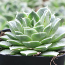 Sempervivum heuffelii 'Faith'