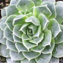 Sempervivum heuffelii 'Faith'