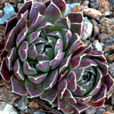 Sempervivum heuffelii 'Faith' (Outdoors) - May