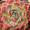 Sempervivum heuffelii 'Faith' - June