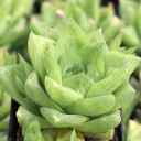 Haworthia cymbiformis var. reddii (side view)