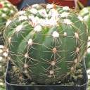 Parodia oxycostata (side view)