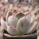 Echeveria 'Marrom' - March