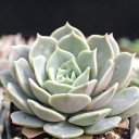 Echeveria 'Derenceana'