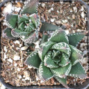 Haworthia reinwardtii f. triebneri