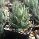 Haworthia reinwardtii f. triebneri