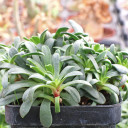 Lewisia cotyledon 'George Henley' (side view)
