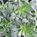 Lewisia cotyledon 'George Henley'