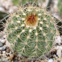 Parodia procera [large]