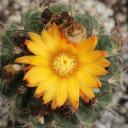 Parodia procera - bloom