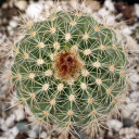 Parodia procera [large]
