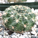 Echinopsis ancistrophora ssp. pojoensis