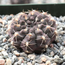 Gymnocalycium taningaense