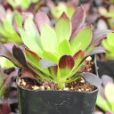 Aeonium 'Carolina' (side view)