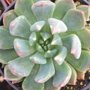 Echeveria 'Blue Wren' - March