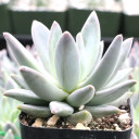 Pachyveria 'Yvonne'