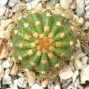 Coleocephalocereus aureus
