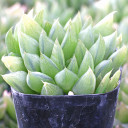 Haworthia cooperi var. picturata