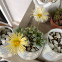 Fenestraria rhopalophylla - Baby Toes (Customer Photo)