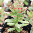 Echeveria pringlei - March