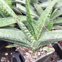 Gasteria bicolor var. bicolor [large]