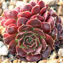 Sempervivum heuffelii 'Red Charm' (Outdoors) - August