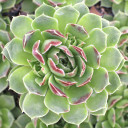Sempervivum heuffelii 'Aquarius' - March