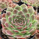 Sempervivum heuffelii 'Aquarius'
