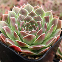 Sempervivum heuffelii 'Aquarius'