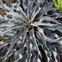 Mangave 'Desert Dragon' - Mature Plant