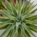 Mangave 'Navajo Princess' [plug]