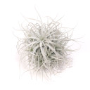 Air Plant - Tillandsia tectorum clump [3.5-4.0"]