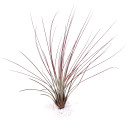 Tillandsia juncea (red, enhanced) [14.0-16.0"]