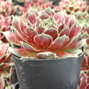 Sempervivum 'Precious'