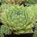Sempervivum 'Precious' - July