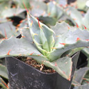 Agave deserti var. simplex