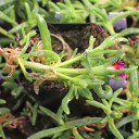Delosperma Wheels of Wonder™ 'Hot Pink Wonder' (side view)