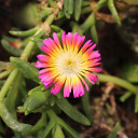 Delosperma Wheels of Wonder™ 'Hot Pink Wonder'