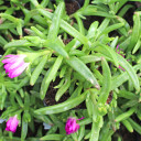 Delosperma Wheels of Wonder™ 'Purple Wonder'