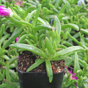 Delosperma Wheels of Wonder™ 'Purple Wonder' (side view)
