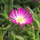 Delosperma Wheels of Wonder™ 'Purple Wonder' (bloom)