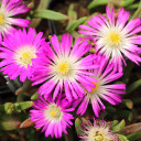 Delosperma Wheels of Wonder™ 'Purple Wonder'