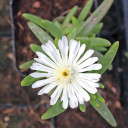 Delosperma Wheels of Wonder™ 'White Wonder'