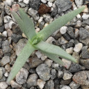 Ebracteola wilmaniae
