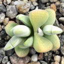 Cheiridopsis speciosa