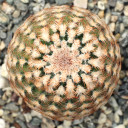 Echinocereus reichenbachii var. minor