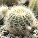 Echinopsis aurea var. leucomalla [large]