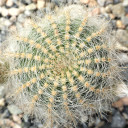 Echinopsis aurea var. leucomalla [large]