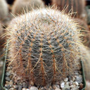 Echinopsis aurea var. leucomalla [large] - January