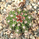 Melocactus violaceus - Turk's Cap